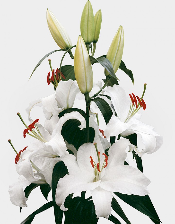 oriental white flower
